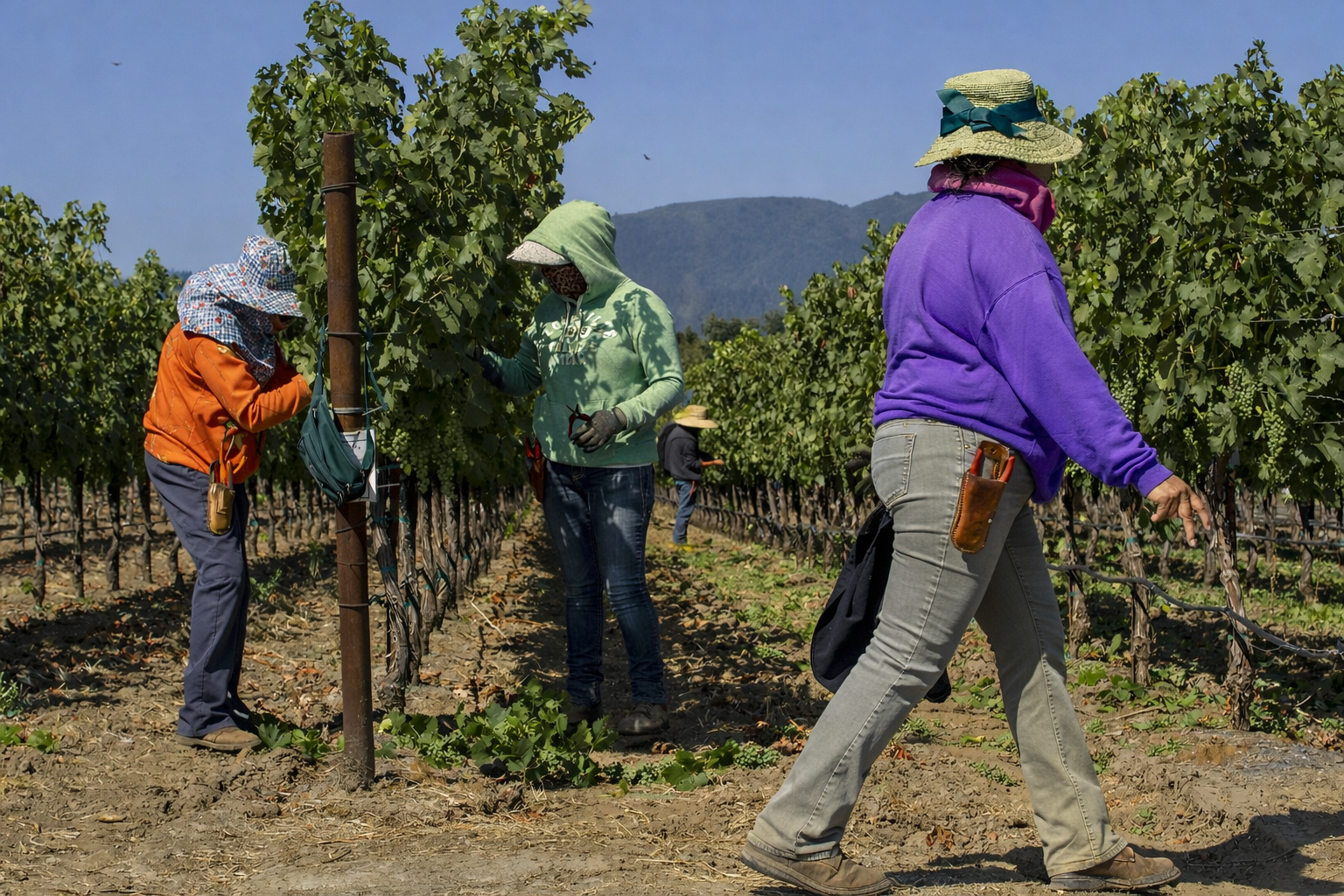 Seasonal workforce harvesting crops