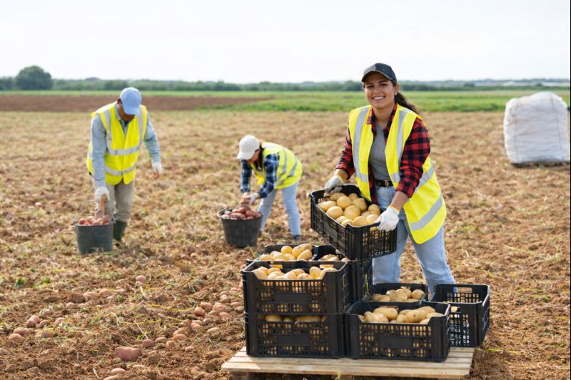 Farm labor team at work